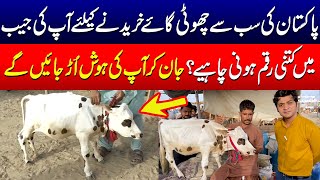 Pakistan`s Smallest But Most Expensive Cow | Karachi Cattle Market | Samaa Digital