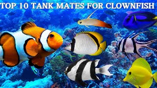 Top 10  Tank Mates For Clownfish