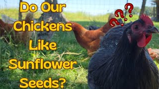 Do Chickens Like Sunflower Seeds? | Quiet Afternoon Scratching In The Run.