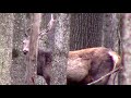 Ещё не все ОЛЕНИ сбросили рога (март 2020) || Red deer in the forest