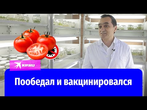 Учёные из Узбекистана создали первую съедобную вакцину от COVID-19