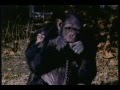 Capture de la vidéo Bbc Horizon — 'Chimp Talk'