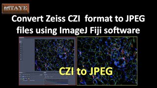 Convert Zeiss CZI format to JPEG files using ImageJ Fiji Software