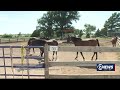 Dept of agriculture kansas veterinarian respond to west nile cases among horses