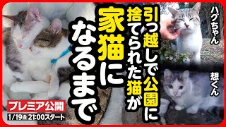 【感動】引っ越しで置き去りにされた猫が 幸せな家猫になるまで【まとめ】