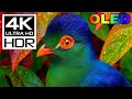 Tropical Paradise in 4K Video | 4K HDR 60fps Dolby Vision with Study Music &amp; Relaxing music