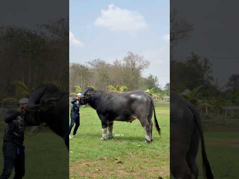 เจ้าคิงแมน อลังการงานสร้างจริงๆครับ