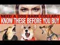 Stop Barking Dog: Four Must-Knows About Dog Bark Collars Stop Barking Dog: Four Must-Knows About Dog Bark Collars