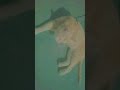 #funnyvideo#cat #funny #휙봐 #쩐다 #attitude #vlog #minivlog #colonelkkjϟ #status #like🤣🤣🤣🤣🤣🤣🤣🤣🤣🤣🤣🤣🤣🤣🤣🤣🤣