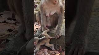Cutie small baby monkey and wonderful mom  #shorts