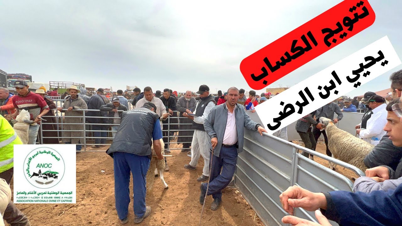 تتويج الكساب يحيى ابن الرضى 16 فحل سوبر باع كلشي .