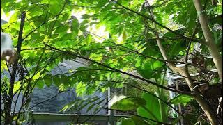 Suara Burung Burung Di Aviary Pada Pagi Hari, Cocok Untuk MaSteran Semua Burung
