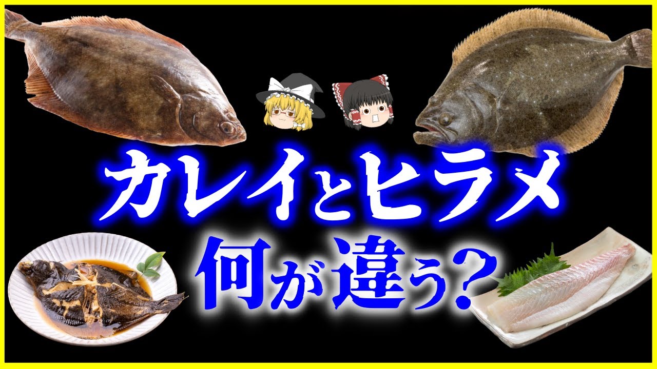 【ゆっくり解説】なぜ“片目”が移動した？カレイとヒラメ、何が違う？を解説/進化が生んだ奇跡の魚…「右ヒラメ・左カレイ」はウソ！？