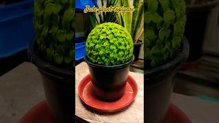 jade plant topiyari ☘️ideas🥳👍#poojagarden #diy #yt #plants #decoration #viralviedo #youtube