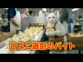ひよこ選別バイトせいかつ #cat