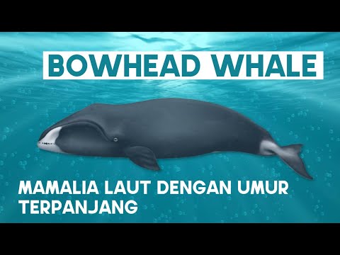 Video: Bleeding Edge Memiliki Lumba-lumba Yang Mengemudikan Mekanisme Kepiting Fishbowl Melalui AI Jepang