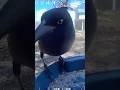 Where’s The Food Lady??? #subscribe #viralshort #birds #trending #country #wildlife #nature #youtube