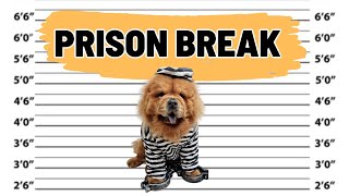 FLUFFY DOG PRISON BREAK   Funny Dog Escaping Jail
