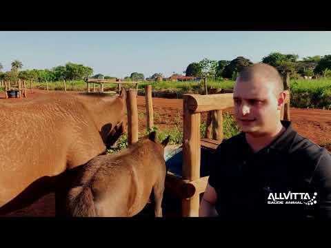 IMPORTÂNCIA DA ÁGUA PARA A SAÚDE DOS CAVALOS