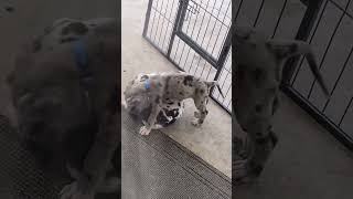 Great Danes 5week old