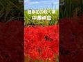 彼岸花の咲く頃(中澤卓也)妖艶に鮮やかに2025  #song #music #shorts #shortvideo  #中澤卓也 #彼岸花 #曼珠沙華 #flowers