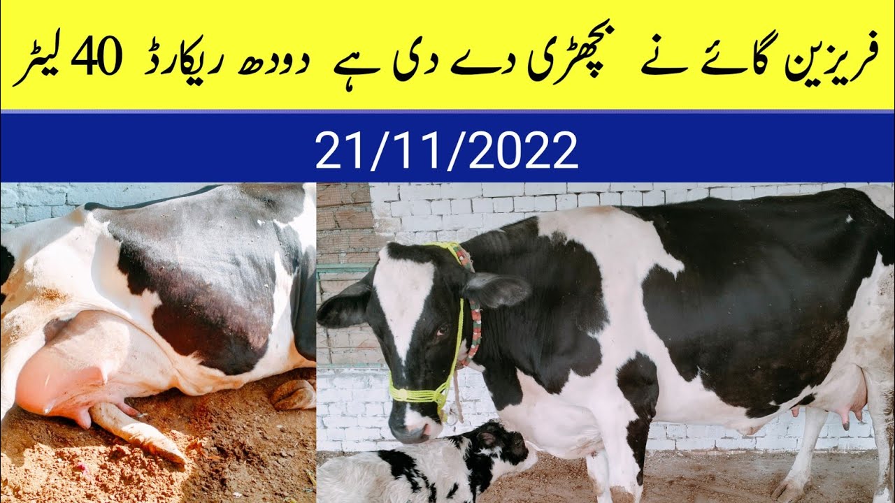 HF Ferisian Cow for sale Tanweer dairy farm milk record 40 letar