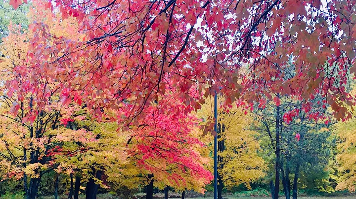 Autumn Colors