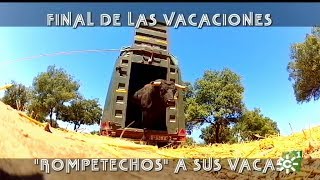Download Lagu Toros de Sancho Dávila: traslado del toro semental a su lote de vacas | Toros desde Andalucía MP3 Download Lagu Toros de Sancho Dávila: traslado del toro semental a su lote de vacas | Toros desde Andalucía MP3
