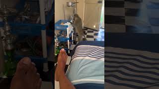Monkey Steals Sweet Potato From Relaxing Person's Room