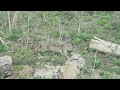 Bobcat at Heber Valley Camp - Sariah
