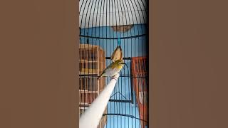 PLECI AURI WIKSAR NGERIWIK KASAR