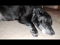 CUSHINGS DISEASE IN DOGS - symptoms and medication. Ravenous Appetite