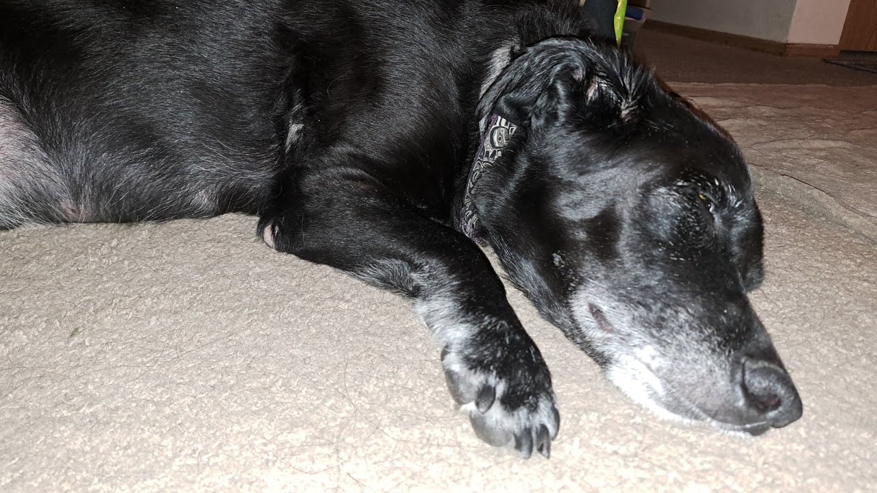 CUSHINGS DISEASE IN DOGS - symptoms and medication. Ravenous Appetite