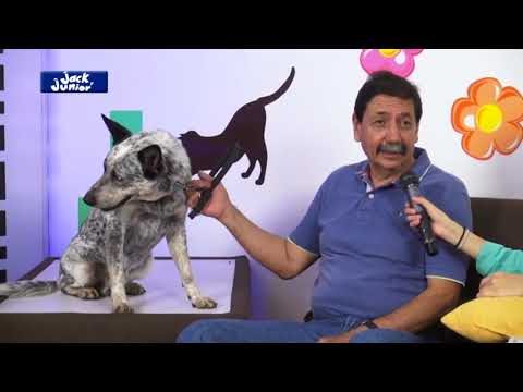 Video: ¿Cuándo llegaron los primeros perros Heeler a los Estados Unidos?