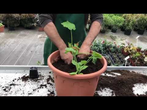 Vidéo: Cultiver des courgettes dans des jardins en pots - Comment planter des courgettes en pots