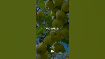 فيهما عينان تجريا&سورة الرحمن$ #تلاوةمختارة القارئ عبدالمؤمن البركاني