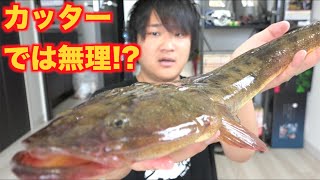 失敗！？カッターで巨大コチをさばいた結果・・・