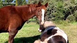Home Videos - Horse Fart Nr.14
