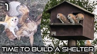 Barn Owl Attacked By Hawk Getting a Shelter Nest Owl Box