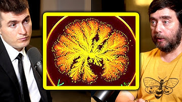 A controversial idea in biology | Michael Levin and Lex Fridman