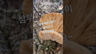 지금시기에는 느타리 (참부채버섯) 채취하기 좋은시기입니다~ #강원도#버섯산행#산행#송이버섯#능이버섯#느타리버섯#산골#자연#야생#nature#산책#등산#산삼산행