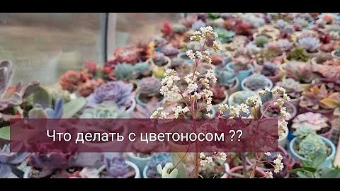 Польза от цветения суккулентов.
