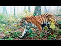 Амурский тигр ,  полосатый хозяин тайги. К дню Амурского тигра