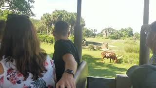 Safari Ride with fam