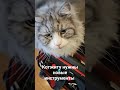 инспектор котжит