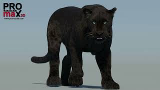 Animated Black Panther 3D Model with Fur | PROmax3D
