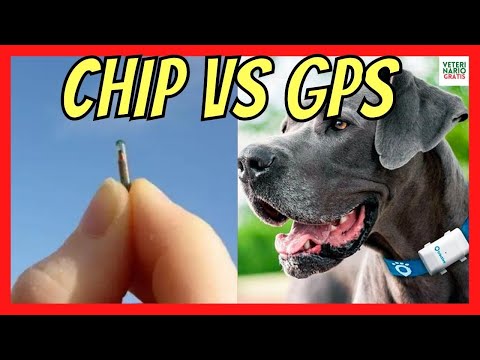 Video: Rastreador GPS Fi trae perros perdidos a casa