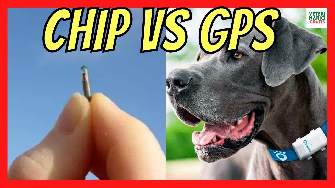 MICROCHIP or GPS COLLAR FOR DOGS: WHAT ARE THEY?, ADVANTAGES AND  DISADVANTAGES 