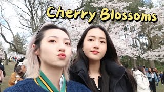 Cherry Blossoms Date | Mukbang? 中越情侣VLOG