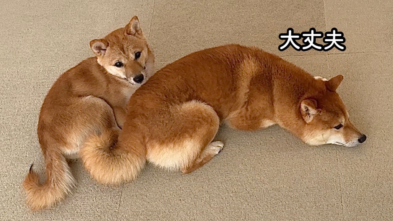 泣いている妹をなぐさめるようにさりげなく寄り添ってあげる優しい豆柴